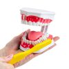 Dental Hygiene Model Practicon 2X Life Size with Moveable Tongue-1