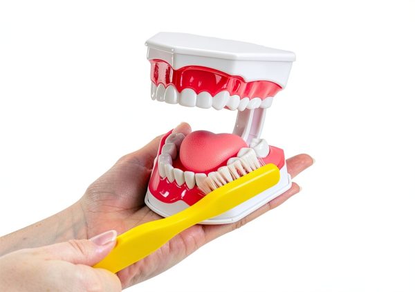 Dental Hygiene Model Practicon 2X Life Size with Moveable Tongue-1