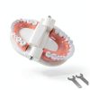 Dental Teeth Model Ceonam Articulated Adult Typodont with Resin Teeth-3