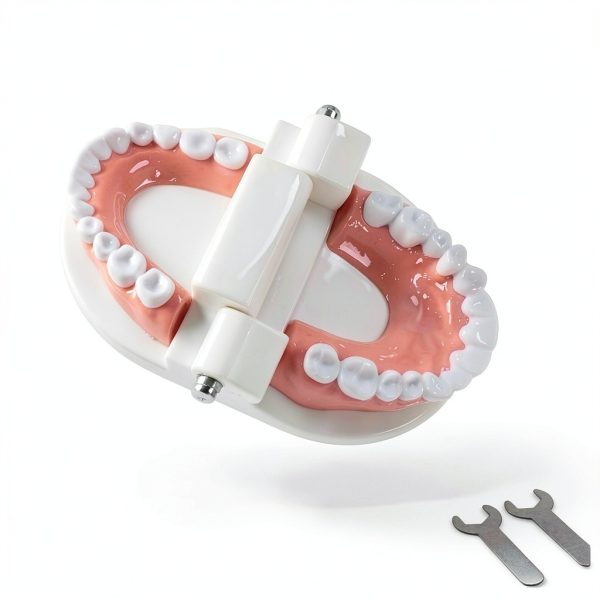 Dental Teeth Model Ceonam Articulated Adult Typodont with Resin Teeth-3