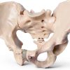 Male Pelvis Model Anatomical Life Size 9.75 x 7 x 0.2 in Bone Skeleton-1
