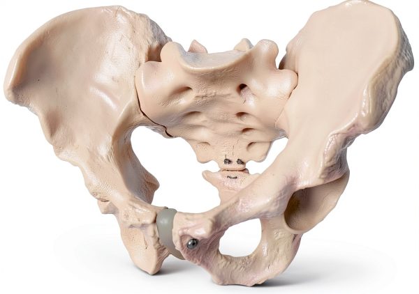 Male Pelvis Model Anatomical Life Size 9.75 x 7 x 0.2 in Bone Skeleton-1