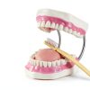 LYOU Dental Teeth Model Sixfold Life Size with Bendable Chain Links-6