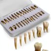 Aiocoid Dental Model 28‑Piece 1:1 Scale Resin Dual‑Color Kit-4