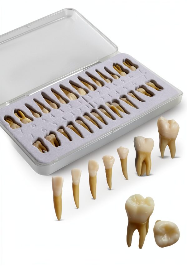Aiocoid Dental Model 28‑Piece 1:1 Scale Resin Dual‑Color Kit-4