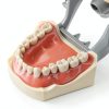 XX Dental Model Kit 32pcs Removable Ivory Teeth with Soft Gums for-7