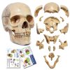 NEW HORIZON 15‑Piece Mini Human Skull Model PVC Educational Anatomy-0