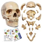 NEW HORIZON 15‑Piece Mini Human Skull Model PVC Educational Anatomy-0