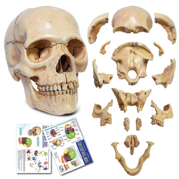 NEW HORIZON 15‑Piece Mini Human Skull Model PVC Educational Anatomy-0