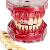 Dental Implant Tooth Model Smile1000 28 Teeth with Soft Gingiva-0