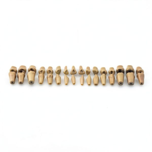 XX Dental Model 32 Ivorine Teeth, Gums, Spring Joint for Columbia 860-3