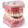Dental Model Ceonam Silica Gel Removable Teeth Educational Kit-0