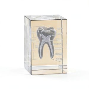 ZITREOXN 3DTM-T Dental Model Crystal Tooth Educational Tool-0