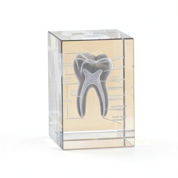 ZITREOXN 3DTM-T Dental Model Crystal Tooth Educational Tool-0