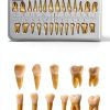 Aiocoid Dental Model 28‑Piece 1:1 Scale Resin Dual‑Color Kit-2