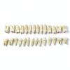 Xingxing Dental Model Teeth Set 28 Artificial Teeth for Beginners-4