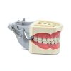 XX Dental Model Kit 32pcs Removable Ivory Teeth with Soft Gums for-2