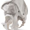 Male Pelvis Model Anatomical Life Size 9.75 x 7 x 0.2 in Bone Skeleton-3