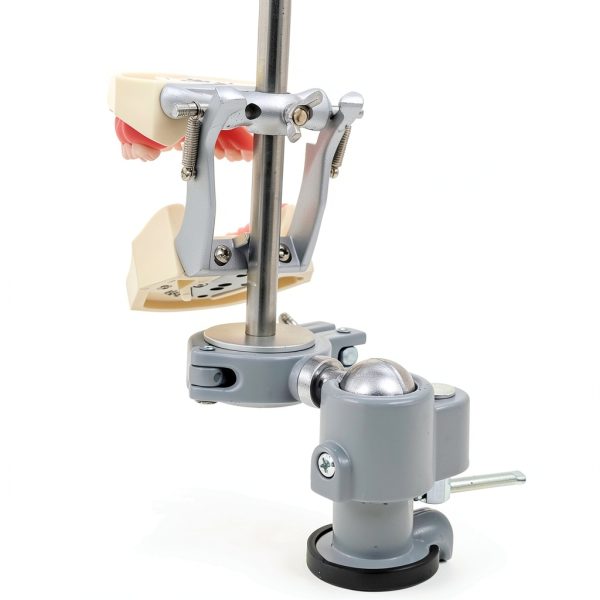 Dentalmall Training Mount Fixed Typodont Stand Stainless Steel 360°-4