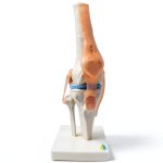 Kebobo Human Knee Anatomical Model with Ligaments PNKB111-0