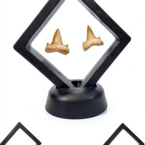 Shark Tooth Holder DEALSGOGO Display 3.15" x 3.15" Dust Proof-0