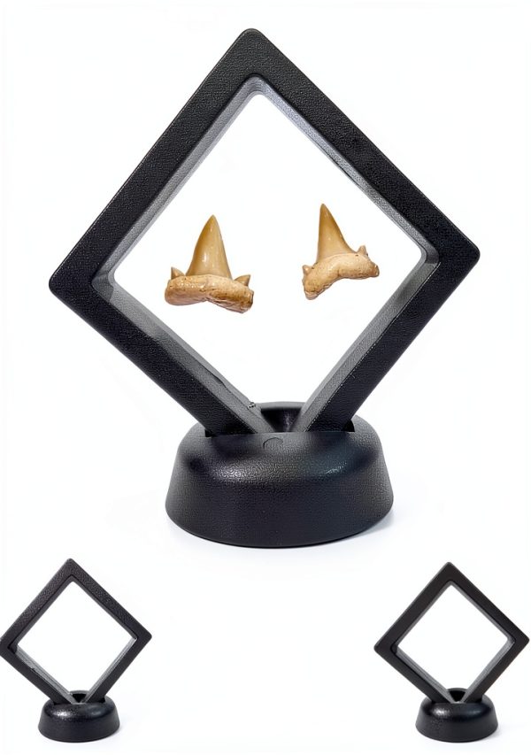 Shark Tooth Holder DEALSGOGO Display 3.15" x 3.15" Dust Proof-0