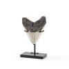 Shark Tooth Display Stand Chunful Metal Base MZ-Chunful-4282 Size 2-2