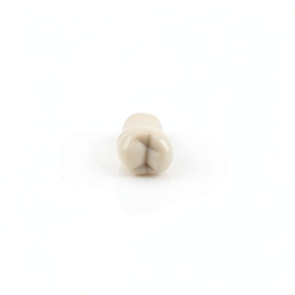 XX Dental Model 32 Ivorine Teeth, Gums, Spring Joint for Columbia 860-6