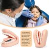 Oral Anatomy Puppet Aiocoid Dental Model Soft Silicone with Toothbrush-1