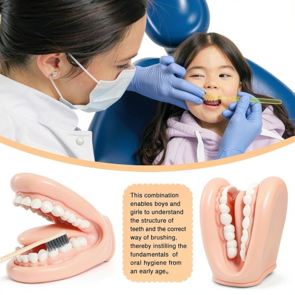 Oral Anatomy Puppet Aiocoid Dental Model Soft Silicone with Toothbrush-1