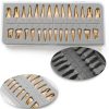 Xingxing Dental Model Teeth Set 28 Artificial Teeth for Beginners-2