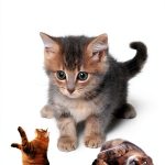 The Child's World Illustrated Animal Activity Book for Kids Ages 7-10-0