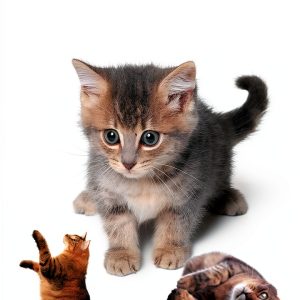 The Child's World Illustrated Animal Activity Book for Kids Ages 7-10-0