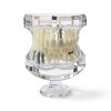 Ceonam adult dental model life size acrylic with detachable teeth-2