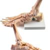 QWORK Life Size Human Foot Skeleton Model PVC Articulated Educational-3