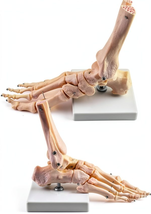 QWORK Life Size Human Foot Skeleton Model PVC Articulated Educational-3