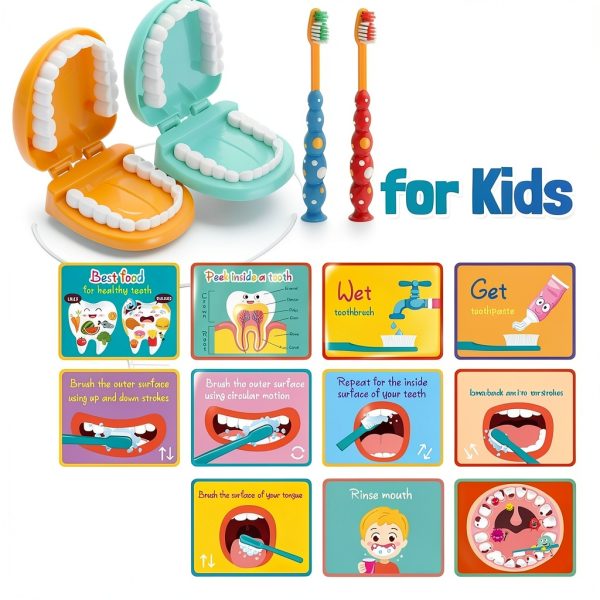 Dental Teeth Model Skylety Teaching Set with Brush and Cards-5