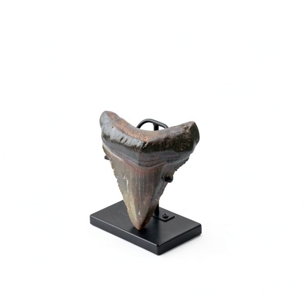 Chunful Adjustable Metal Fossil Display Stand MZ‑Chunful‑4270 Black-2
