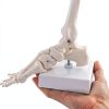 QWORK Life Size Human Foot Skeleton Model PVC Articulated Educational-4