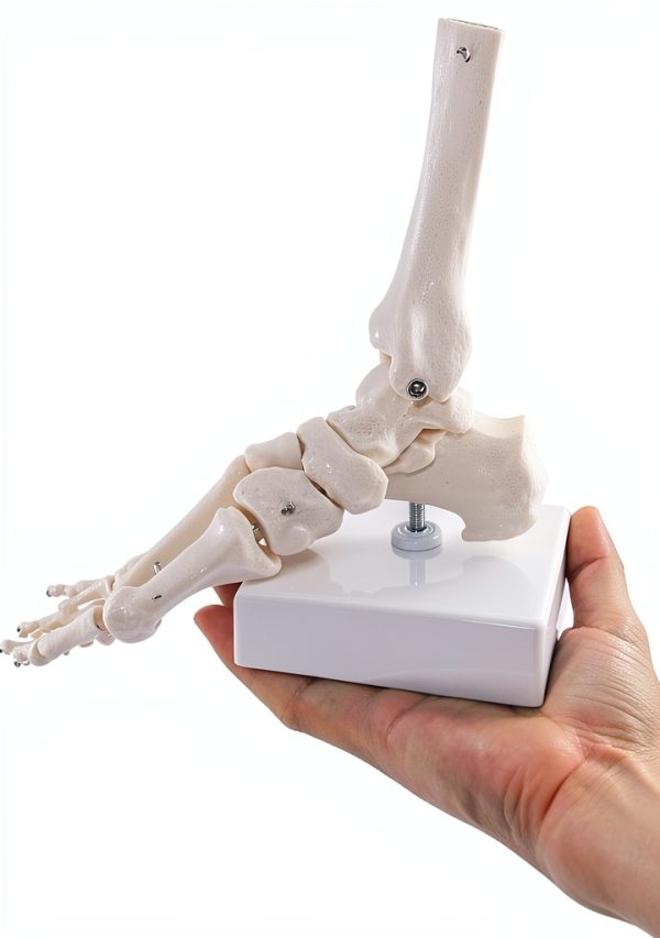 QWORK Life Size Human Foot Skeleton Model PVC Articulated Educational-4