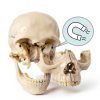 NEW HORIZON 15‑Piece Mini Human Skull Model PVC Educational Anatomy-2