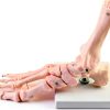 QWORK Life Size Human Foot Skeleton Model PVC Articulated Educational-6