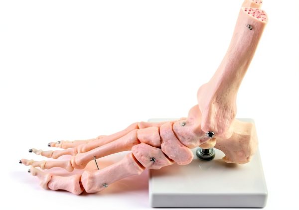 QWORK Life Size Human Foot Skeleton Model PVC Articulated Educational-6