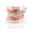 XX Dental Model Kit 32pcs Removable Ivory Teeth with Soft Gums for-3