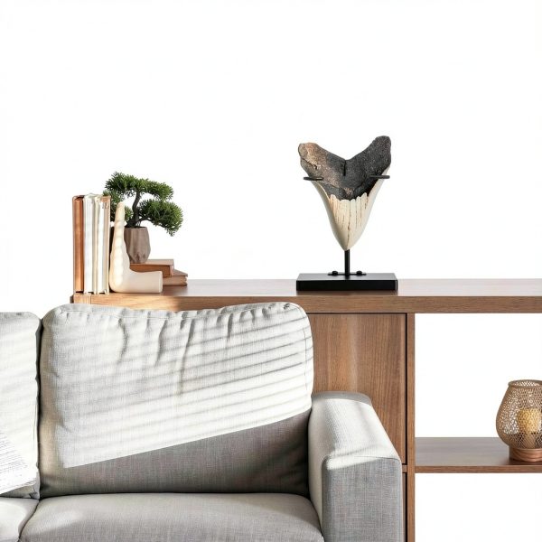 Shark Tooth Display Stand Chunful Metal Base MZ-Chunful-4282 Size 2-6