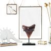 Shark Tooth Display Stand Chunful Metal Base MZ-Chunful-4282 Size 2-4