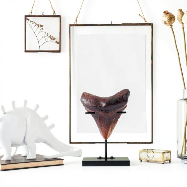 Shark Tooth Display Stand Chunful Metal Base MZ-Chunful-4282 Size 2-4