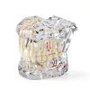 Ultrassist Transparent Dental Model UL0150 Full Mouth Teaching Aid-6