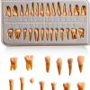 Aiocoid Dental Model 28‑Piece 1:1 Scale Resin Dual‑Color Kit-1