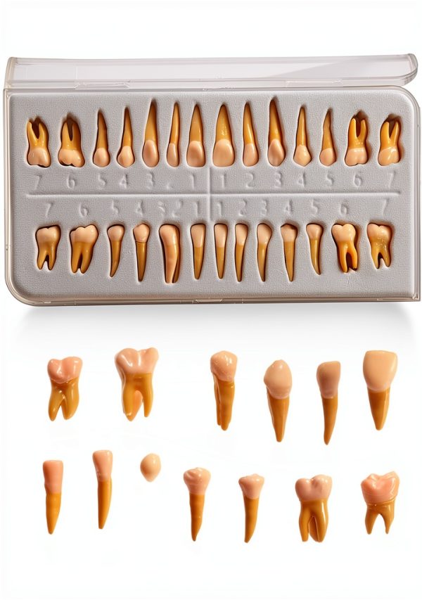 Aiocoid Dental Model 28‑Piece 1:1 Scale Resin Dual‑Color Kit-1
